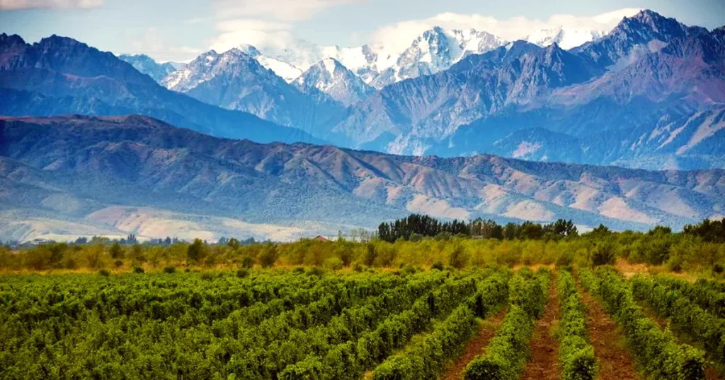 Viñedos de San Rafael, Mendoza, con montañas y cielo despejado.